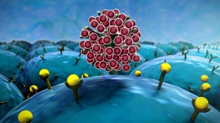 Delta ştammı təhlükəsinə görə Azərbaycan vaksinin 3-cü dozası ilə bağlı qərar verməlidir - TƏKLİF   - FOTO