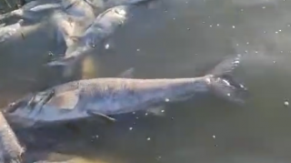 Göldə balıqların kütləvi ölümü ilə bağlı - RƏSMİ  - VİDEO