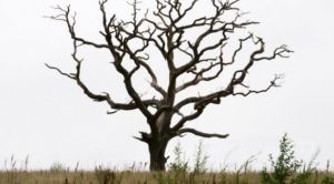 Magistral yolların kənarındakı 374 qurumuş ağac kəsiləcək