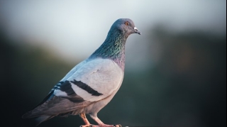 Taksi sürücüsü göyərçin  vurduğuna görə həbs edildi 