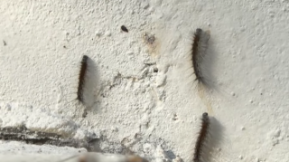 Bakıda bu binaları qurd basdı - VİDEO