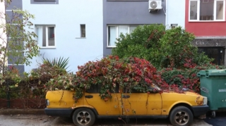 Sahibsiz qalan taksi maşınının üstünü sarmaşıq örtüb - VİDEO 