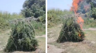 Ucarda yabanı halda bitən çətənə bitkiləri yandırıldı 