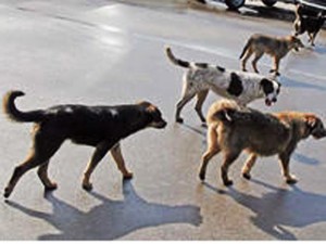 İti döyüb asana 74 şallaq cəzası verildi