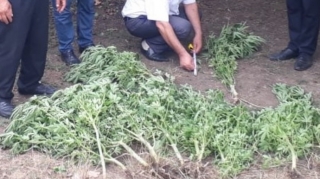 Masallı polisi əməliyyat keçirib, saxlanılan var