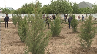 İlaxır çərşənbə günü 22 min ağac əkilib