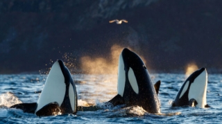 Qatil balinalar yelkənli qayığı deşib, sükanı sındırdılar – VİDEO 