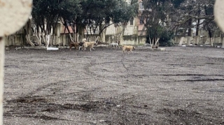 Küçə itləri şagirdlərə hücum etdi - Təhlükəli vəziyyət - VİDEO 