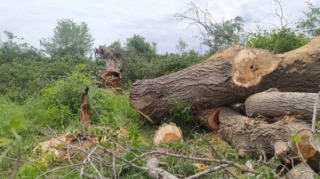 İsmayıllıda ağaclar kütləvi şəkildə kəsildi – Nazirlik işə qarışdı  - VİDEO