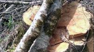 Yardımlıda ağacların kəsilməsi faktı araşdırılır 