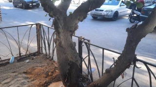 Bakıda ağacların dibi betondan təmizləndi - FOTO