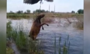 DİN-dən inəyə işgəncə verilməsi məsələsinə RƏSMİ CAVAB