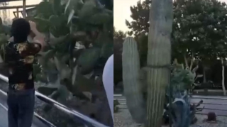 Bulvarda kaktusları yandıran şəxs 30 sutka həbs olundu - YENİLƏNİB 