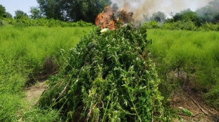 Ağdaşda 2,3 ton narkotik tərkibli bitki məhv edilib  - FOTO