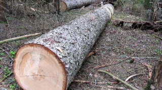 Ağac kəsən sahibkarın işi məhkəməyə göndərildi