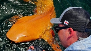 Dənizində parlaq narıncı rəngdə köpəkbalığı aşkarlanıb - FOTO 