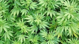 Xudat şəhər sakininin həyətyanı sahəsindən narkotik vasitə müsadirə olunub