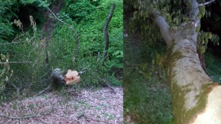 Cəlilabad meşələrində ağaclar qanunsuz olaraq kəsilir? - FOTO