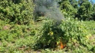 Kəlbəcərdə çətənə kolları məhv edilib 