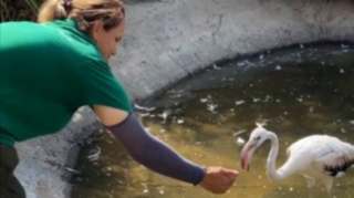 "Çənlibel" restoranında qanunsuz saxlanılan heyvanlar xilas edildi - FOTO
