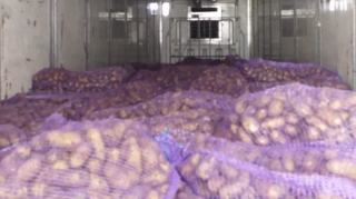 Gürcüstandan idxal olunan kartofda uyğunsuzluq aşkarlandı - FOTO 