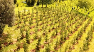 Paytaxtda növbəti ağacəkmə aksiyası keçirildi - FOTO