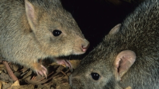 Polislərin müsadirə etdiyi narkotiki siçanlar yedi