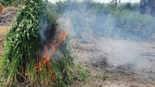 Ağdaşda 1 tona yaxın çətənə bitkisi məhv edilib - FOTO