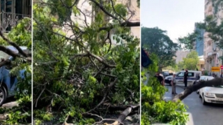 В центре Баку дерево упало на машину  - ВИДЕО