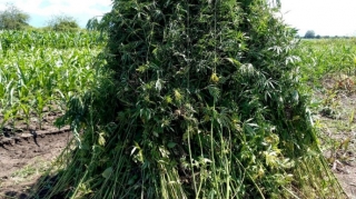 Balakəndə 4 ton narkotik vasitə məhv edilib  - FOTO