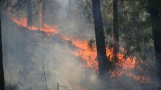 Bakıda ağaclıq ərazidə yanğın başlayıb 