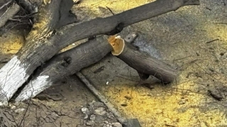 В Гарачухуре дерево упало на дорогу: движение ограничено - ФОТО 