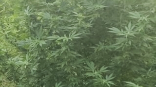 Goranboyda narkotik yetişdirən şəxs saxlanılıb