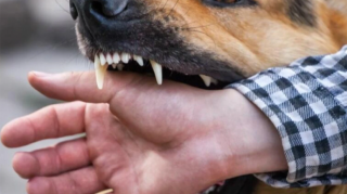 В Балакене пастушья собака загрызла 83-летнего мужчину 