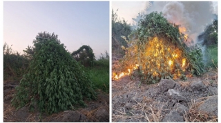 Sabirabadda 2 tondan çox çətənə bitkisi məhv edildi 