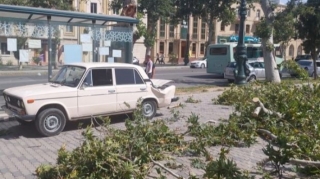 Gəncədə güclü külək nəticəsində ağac avtomobilin üstünə aşıb  - FOTO