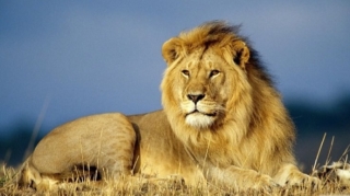 Niyə şir heyvanlar aləminin padşahı sayılır? 