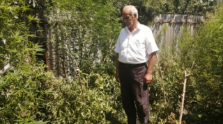 İsmayıllıda evini narkotik plantasiyasına çevirən şəxs TUTULDU   - FOTO