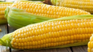 Qarğıdalı daşıyan gəmi Ukraynadan yola düşüb