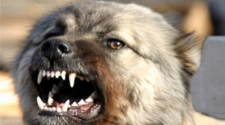 Mingəçevirdə 12 yaşlı oğlanı it dişləyib