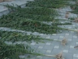 İstixanada yetişdirilən 10 kilo marixuana: Ailə üzvlərimə gül olduğunu demişdim...