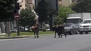 Paytaxtın mərkəzində biabırçı mənzərə; küçələrdə otarılan inəklər  - VİDEO