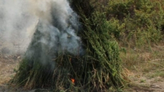 Beyləqanda çətənə bitkiləri məhv edilib 