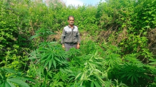 Kür çayının sahilində narkotik yetişdirən şəxs saxlanılıb  - FOTO