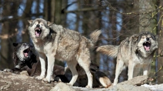 Şəkidə canavar kəndə hücum etdi, 5 nəfərə xəsarət yetirdi 