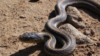 Ağstafada 38 yaşlı kişini ilan sancıb