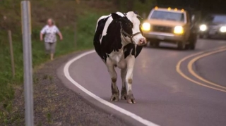 Biləsuvarda "Opel" inəyi vurdu, sərnişin xəsarət aldı 