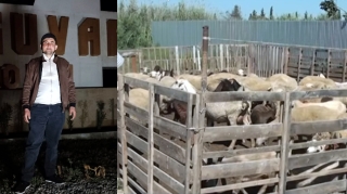 Salyanda itkin düşən çobanın anası dəhşətli təfərrüatı AÇIQLADI: Heyvanlar Bakıda satışa çıxarılıb? - VİDEO