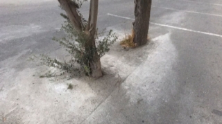 Bakıda ağacların dibi betonlanıb:  Yaşıllaşdırma idarəsindən AÇIQLAMA  - FOTO