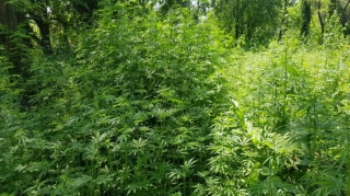 Göygöldə 3 tondan çox çətənə kolları məhv edilib - FOTO